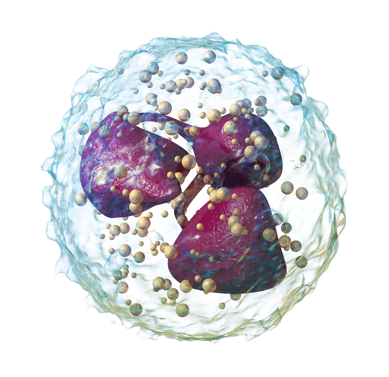 Neutrophil | Image: Blausen Medical 2014