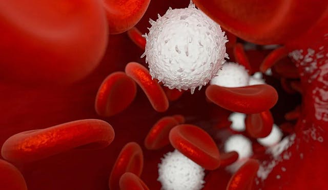 White Blood Cells | Image credit: Adobe Stock