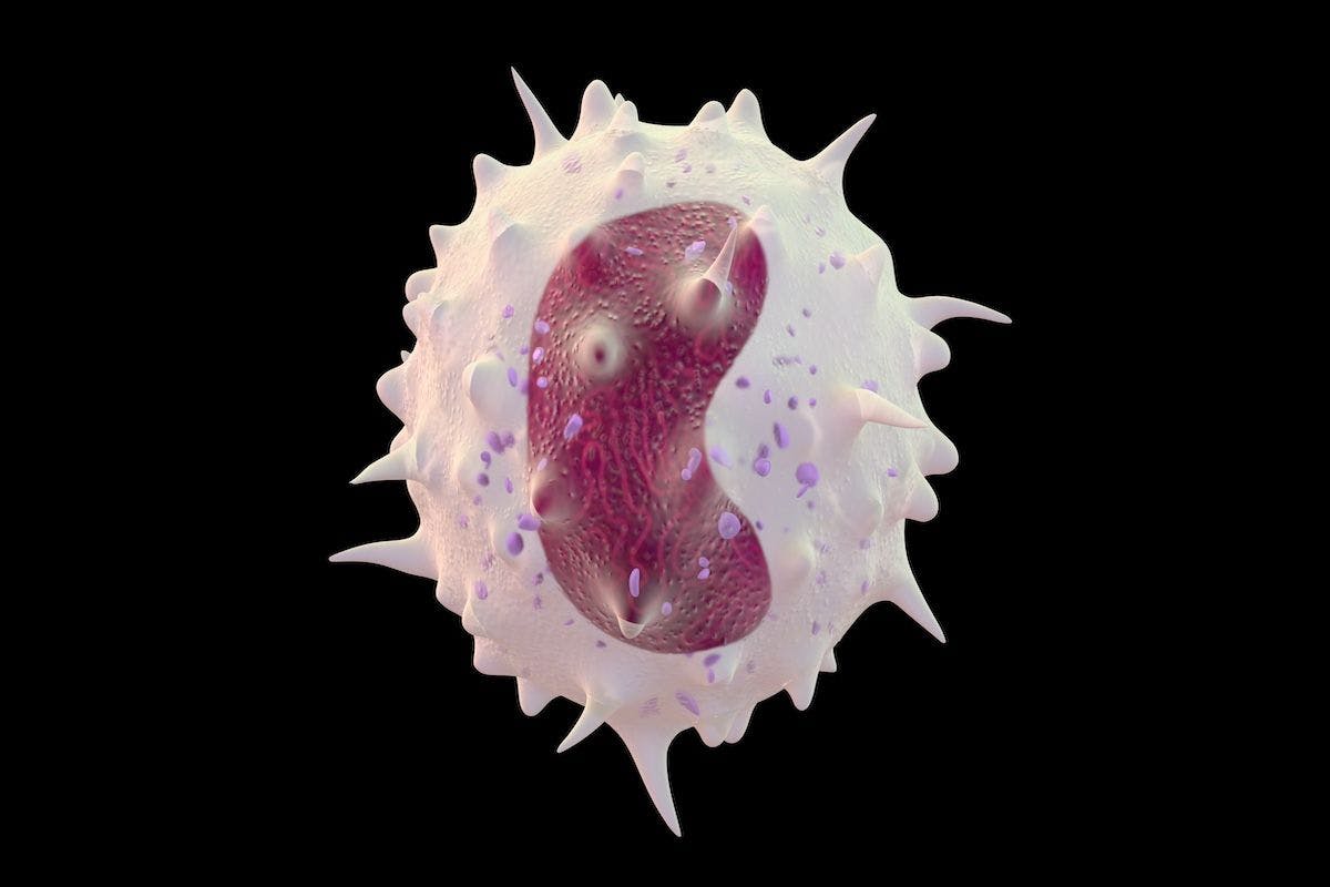Monocyte | Image Credit: gaetan-stock.adobe.com