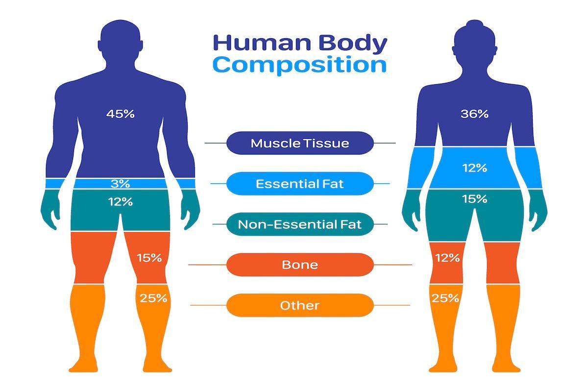 Body composition pic