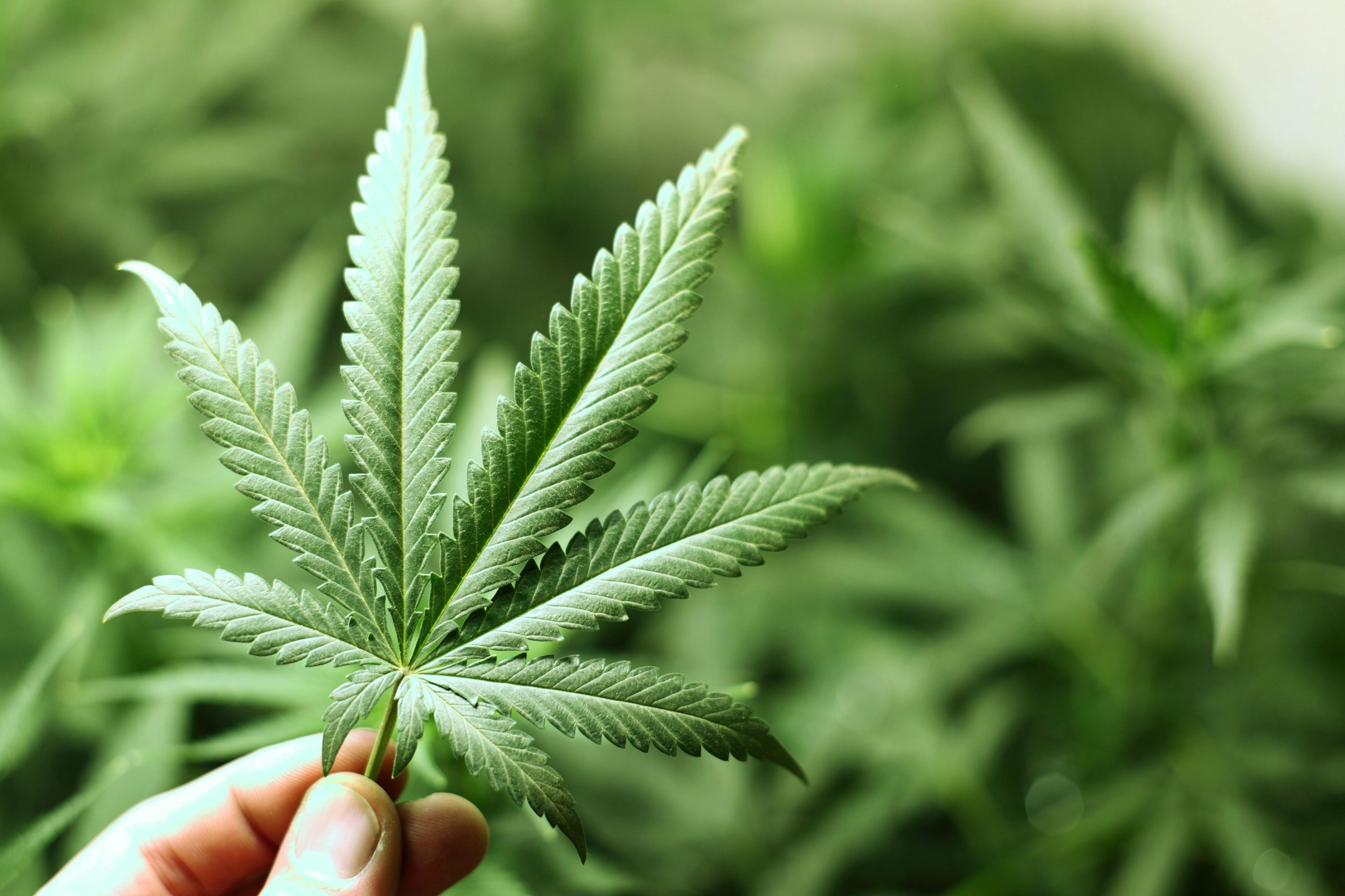 Cannabis Leaf | image credit: yellowj - stock.adobe.com