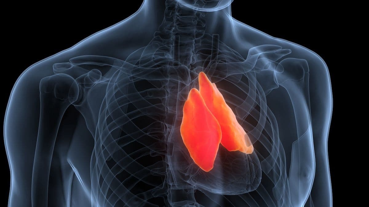 Thymus Gland | Image Credit: magicmine-stock.adobe.com