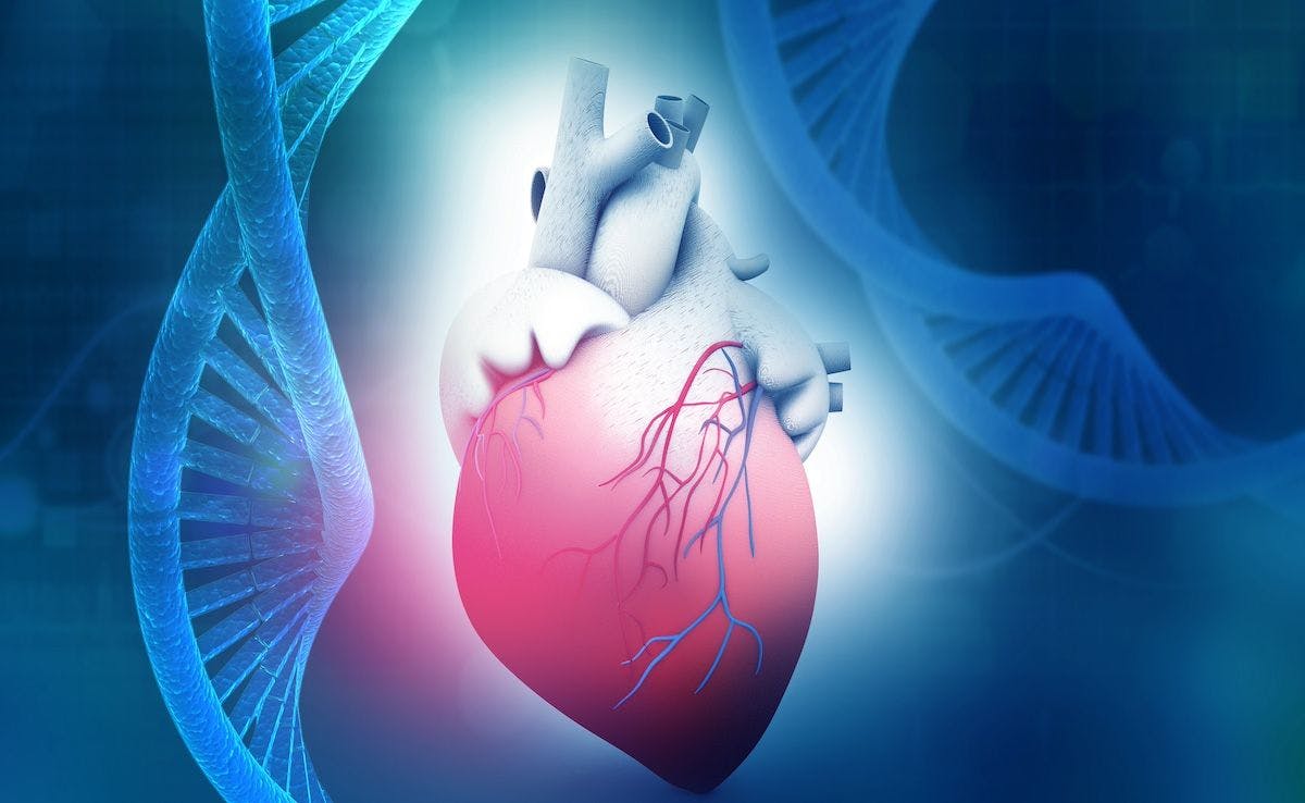 cardiac genetics | Image Credit: bluebay2014-stock.adobe.com