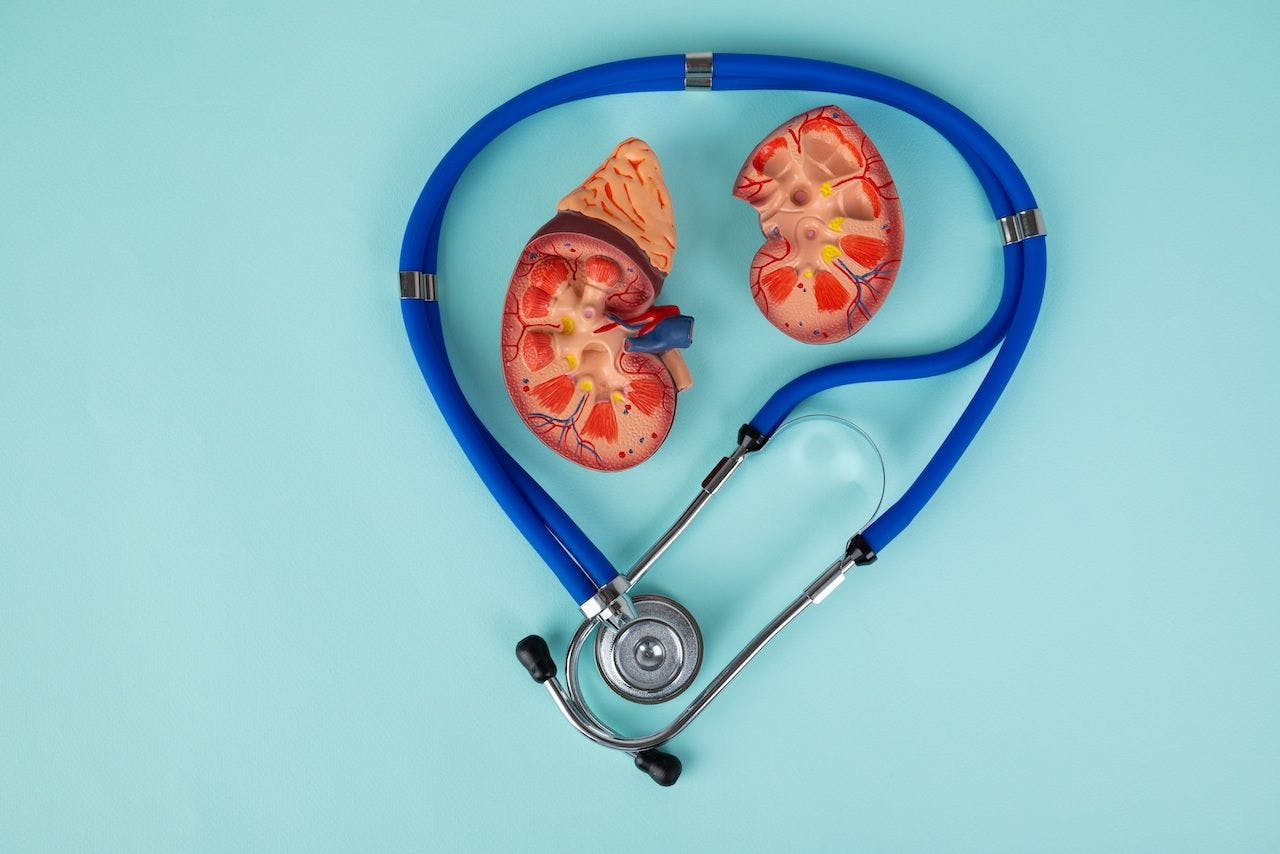 Kidney and stethoscope lies on a blue background | Image Credit: © filins - stock.adobe.com