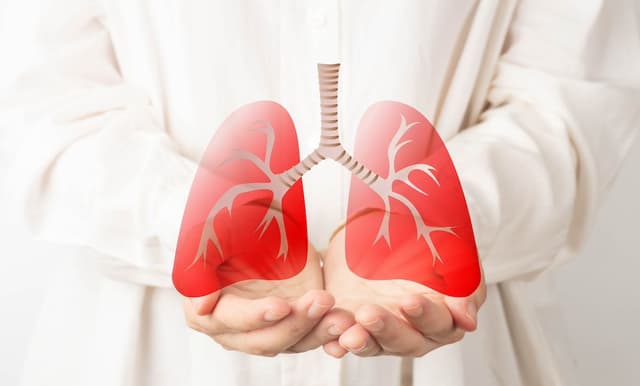 Doctor holds lung model representing PAH | Image Credit: © Orawan - stock.adobe.com