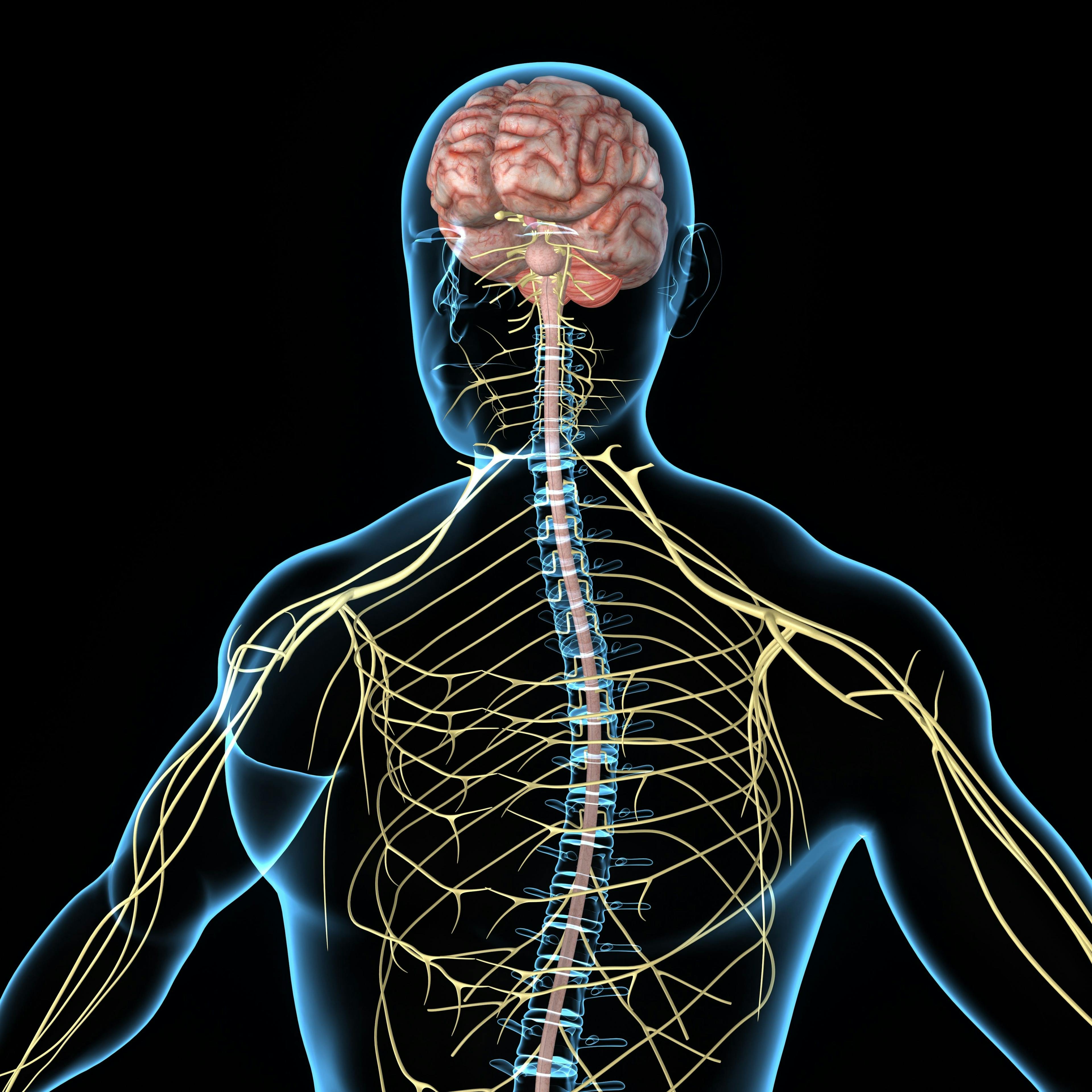Graphic of central nervous system