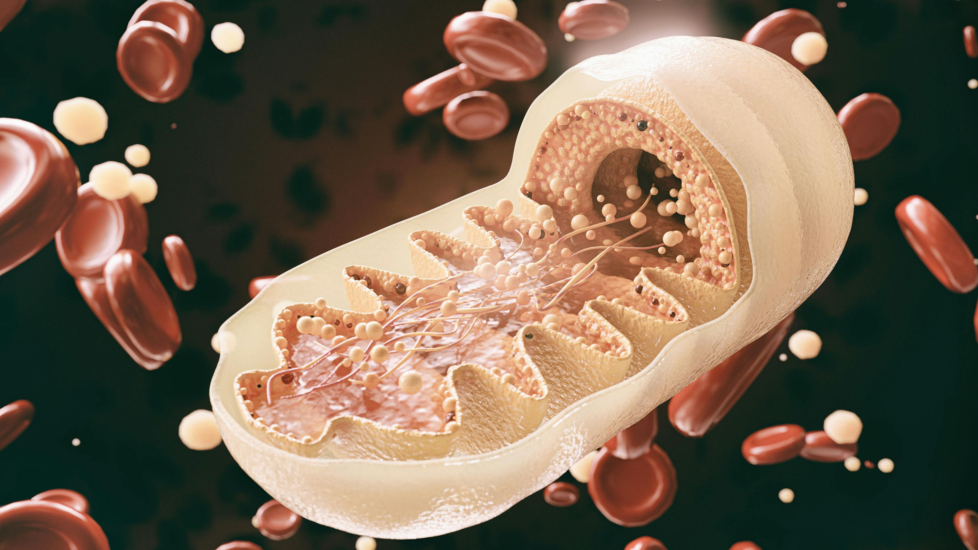 3D Mitochondria | image credit: crevis - stock.adobe.com