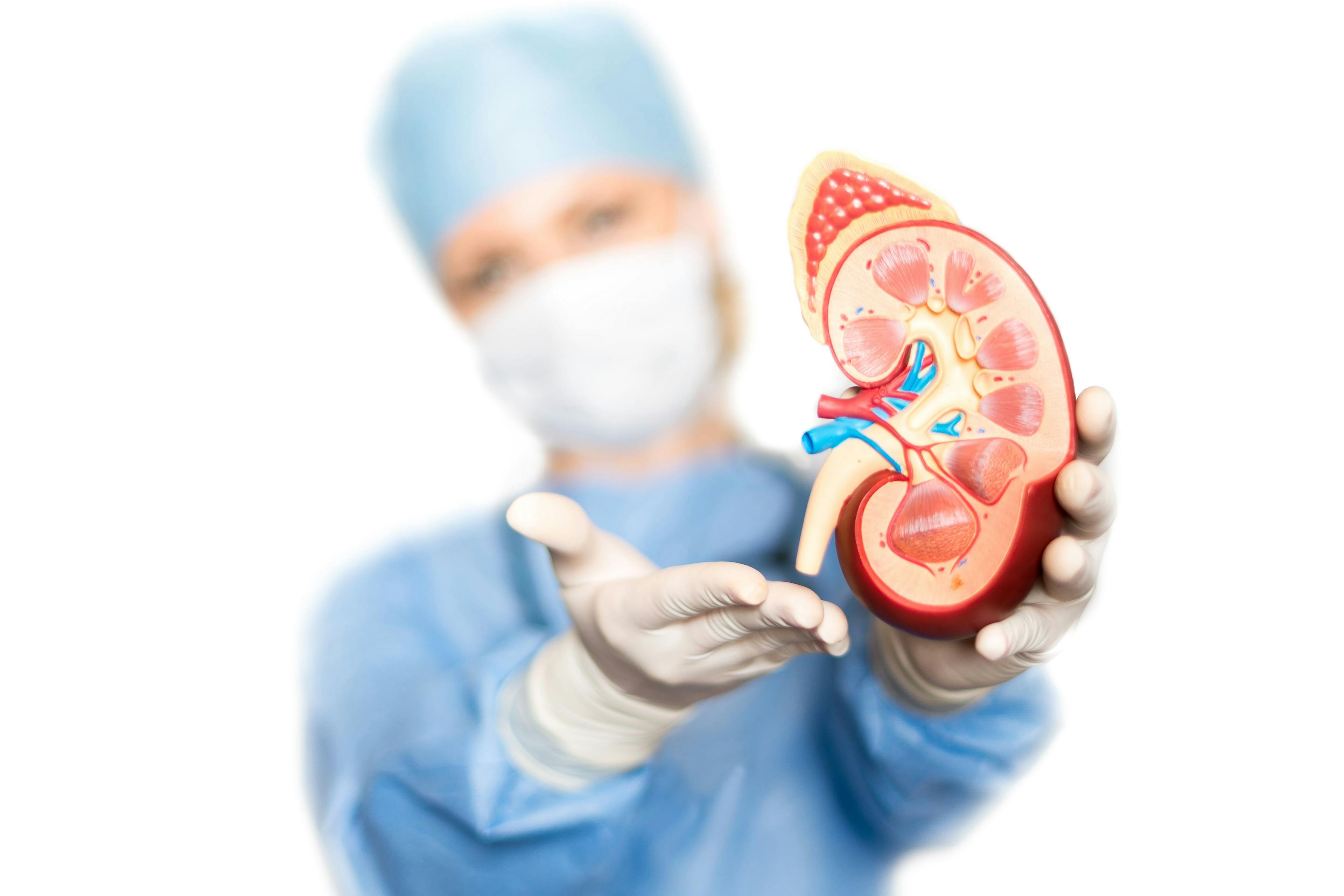 Surgeon holding kidney