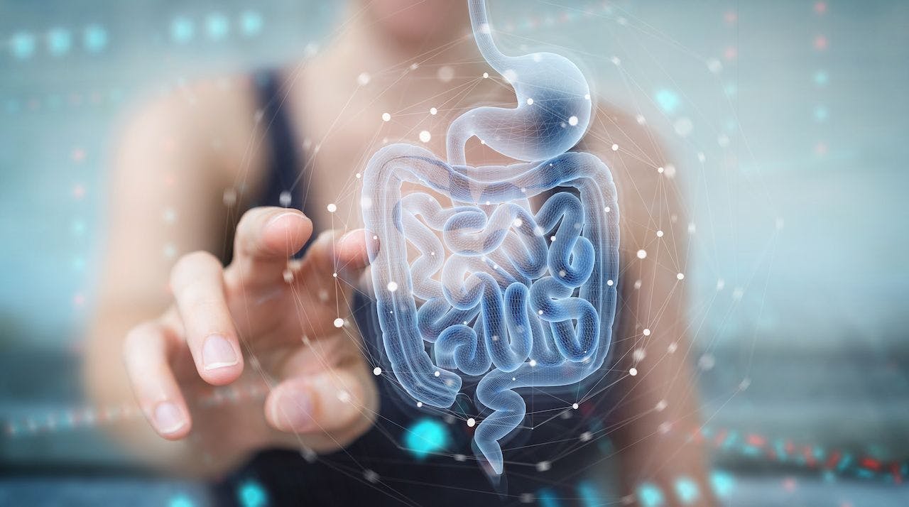 3D rendering of intestines | Image credit: sdecoret - stock.adobe.com