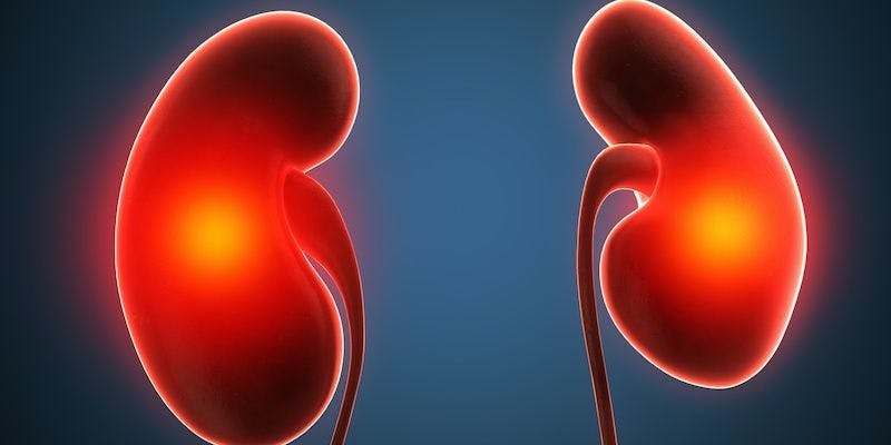 graphic of kidneys 