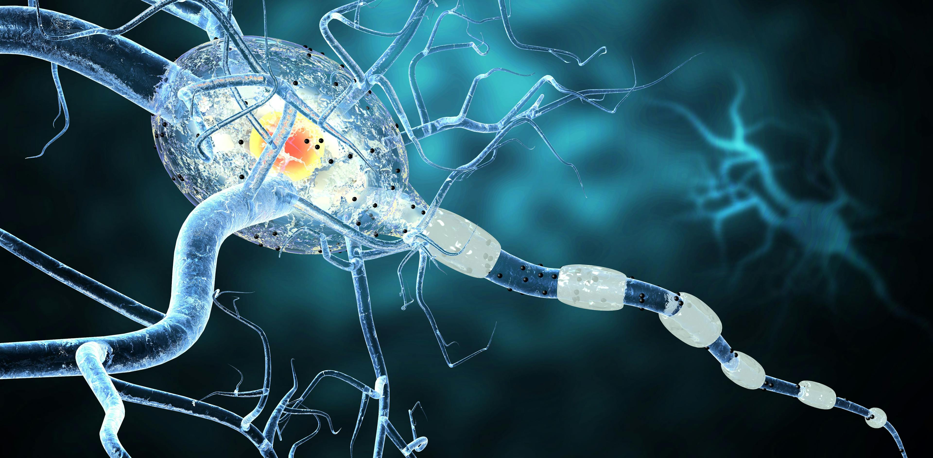 Nerve Cell MS Model | image credit: ralwel - stock.adobe.com