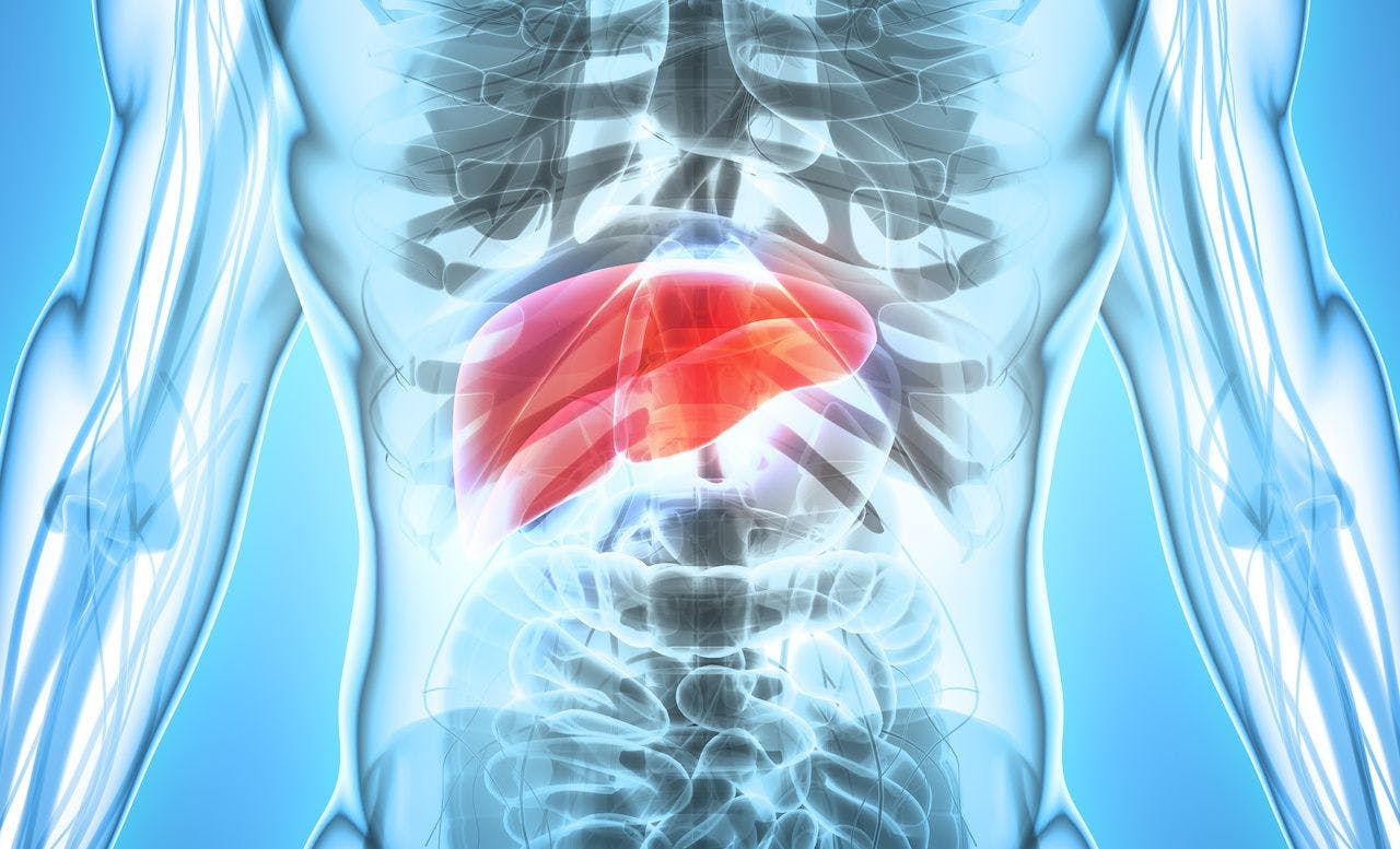 Liver anatomy highlighted